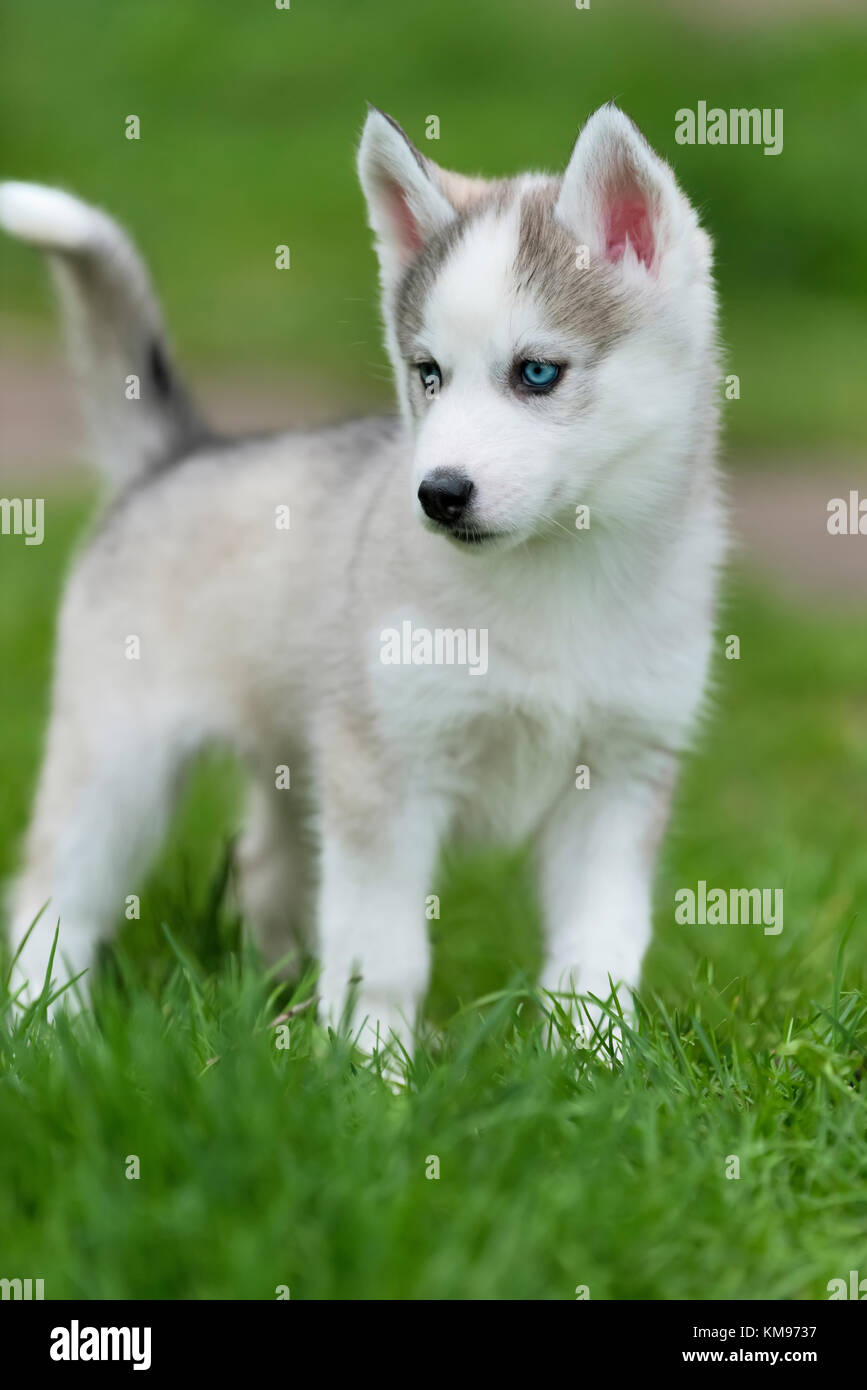 Cute little siberian husky puppy in grass Stock Photo - Alamy