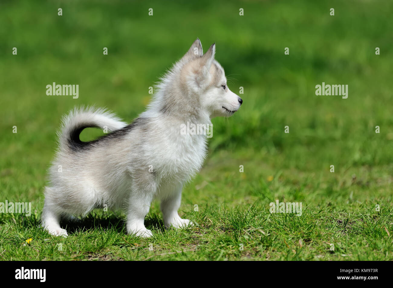 Cute little siberian husky puppy in grass Stock Photo - Alamy