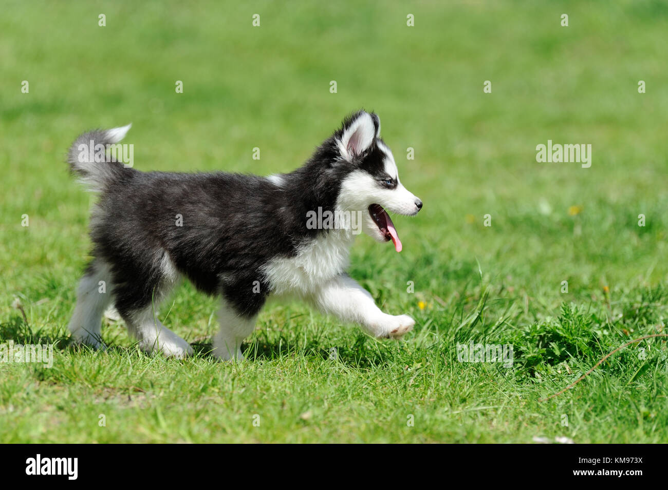 Cute little siberian husky puppy in grass Stock Photo - Alamy