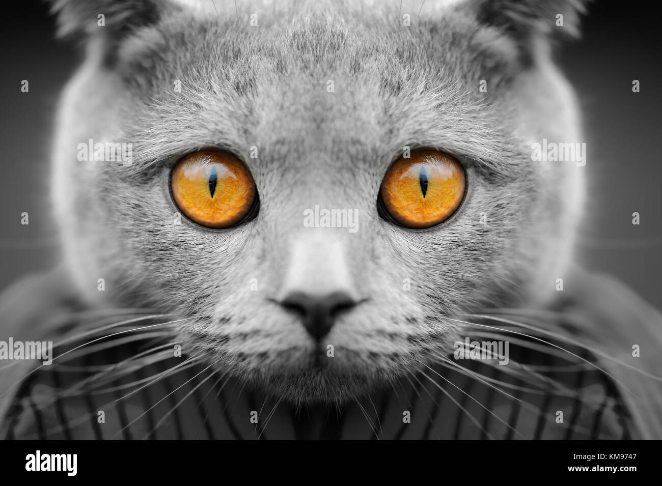 Close gray cat portrait with yellow eyes Stock Photo - Alamy