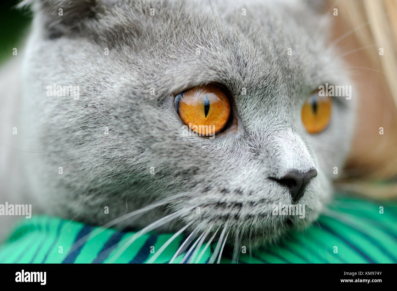 Close gray cat portrait with yellow eyes Stock Photo - Alamy