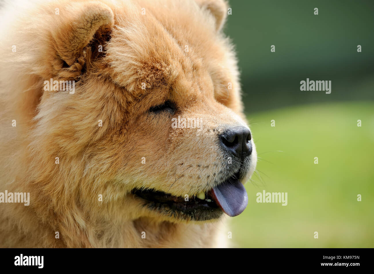 Close up portrait happy brown Chow Chow dog Stock Photo