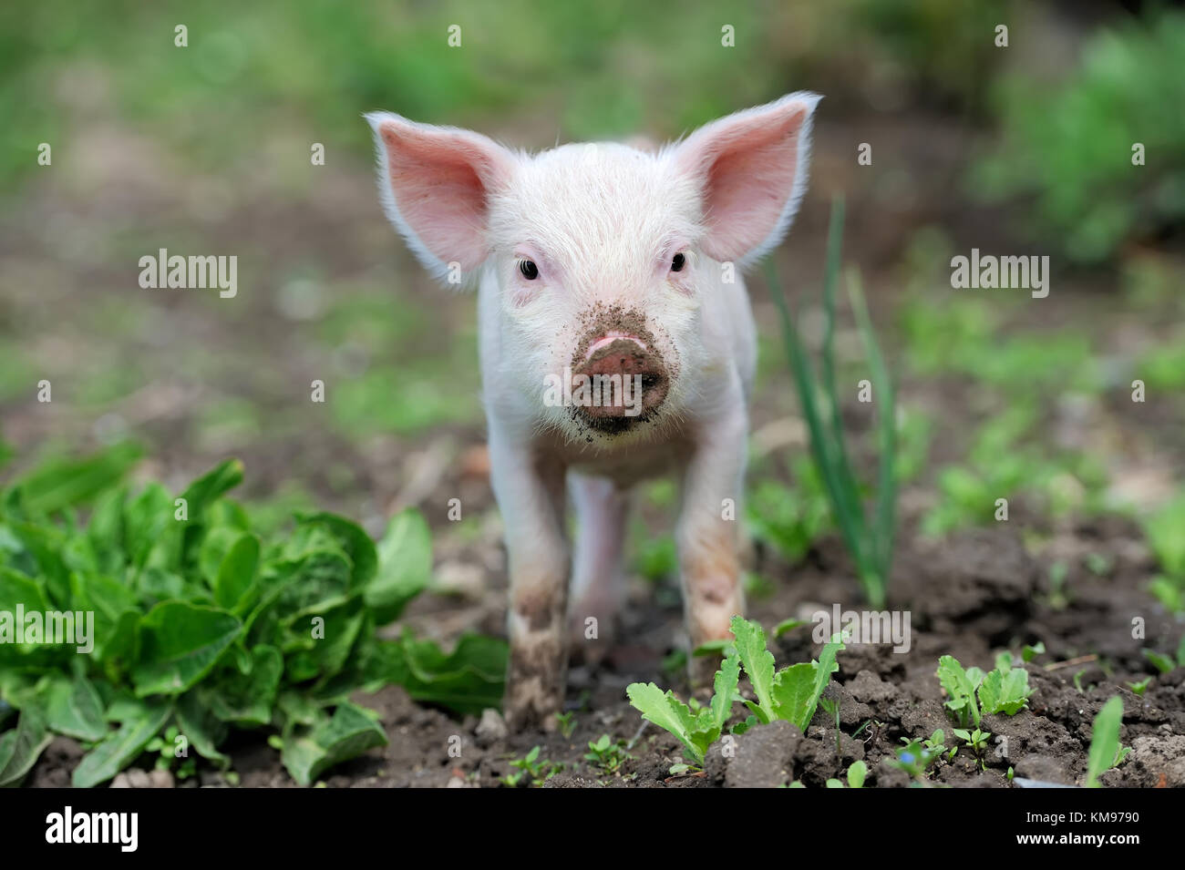 Piglet on spring green grass on a farm Stock Photo