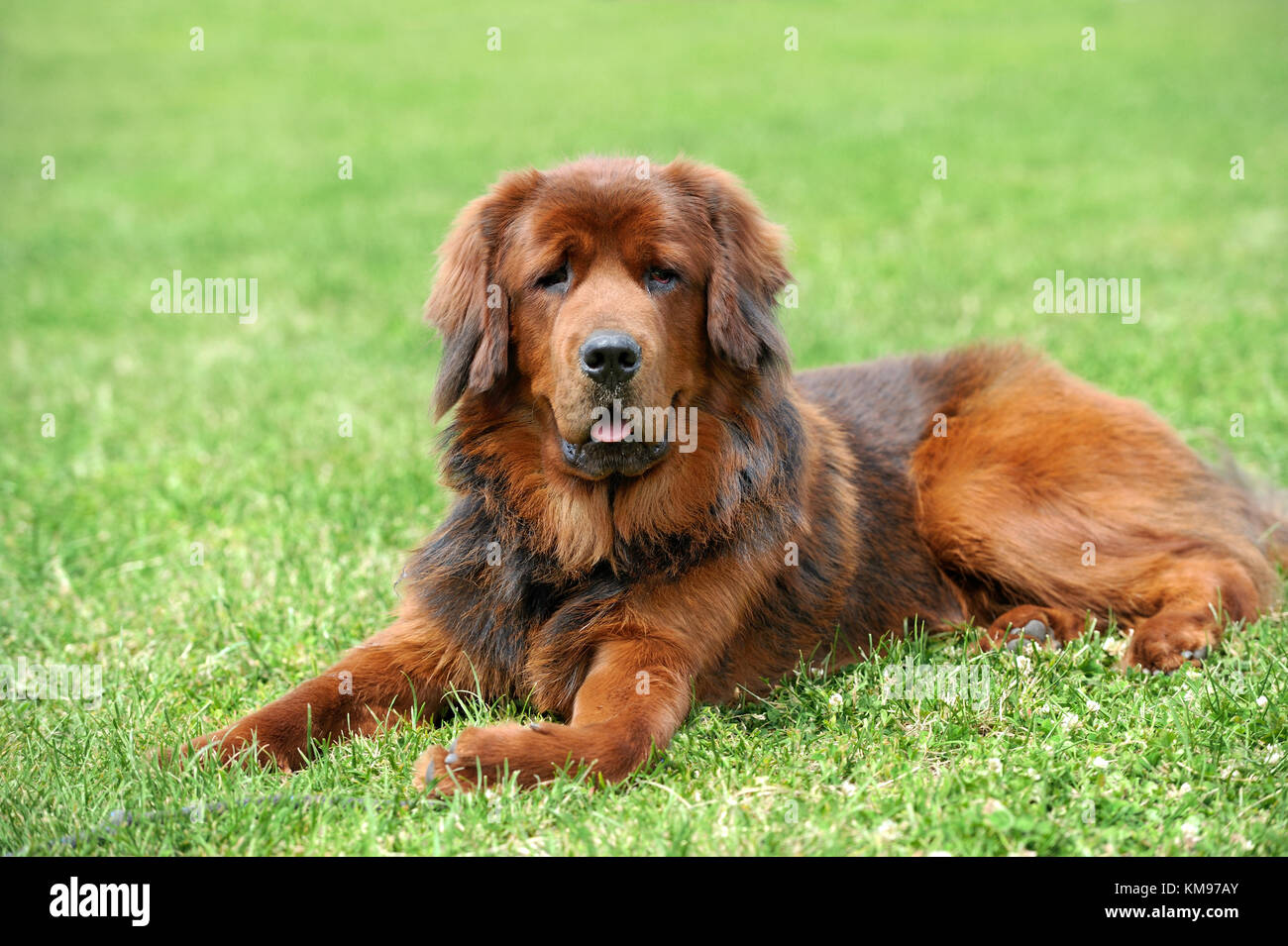 Portrait young dog playing in the meadow Stock Photo - Alamy