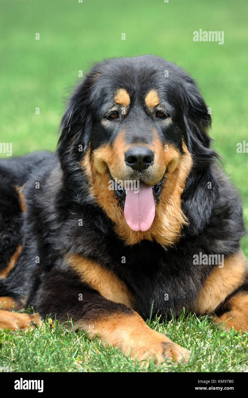 Portrait young dog playing in the meadow Stock Photo - Alamy