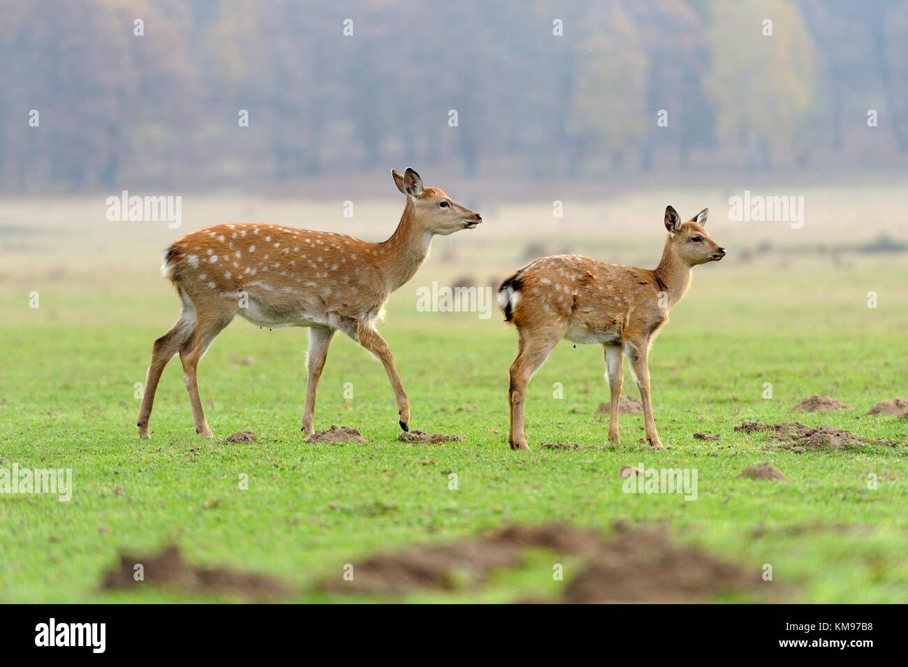 Deer in autumn field Stock Photo