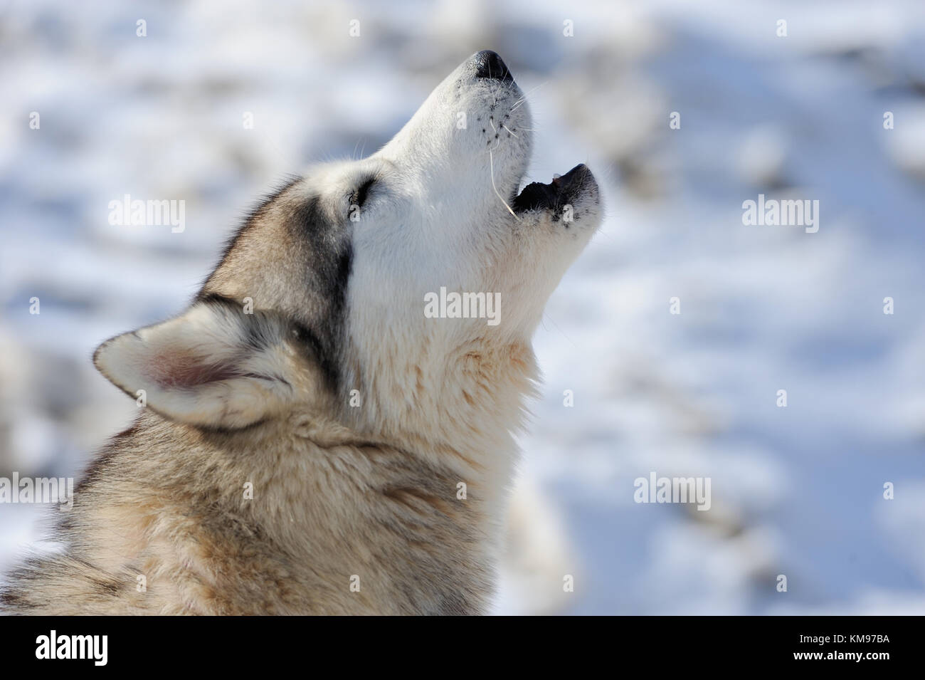 Siberian husky dog winter portrait Stock Photo - Alamy