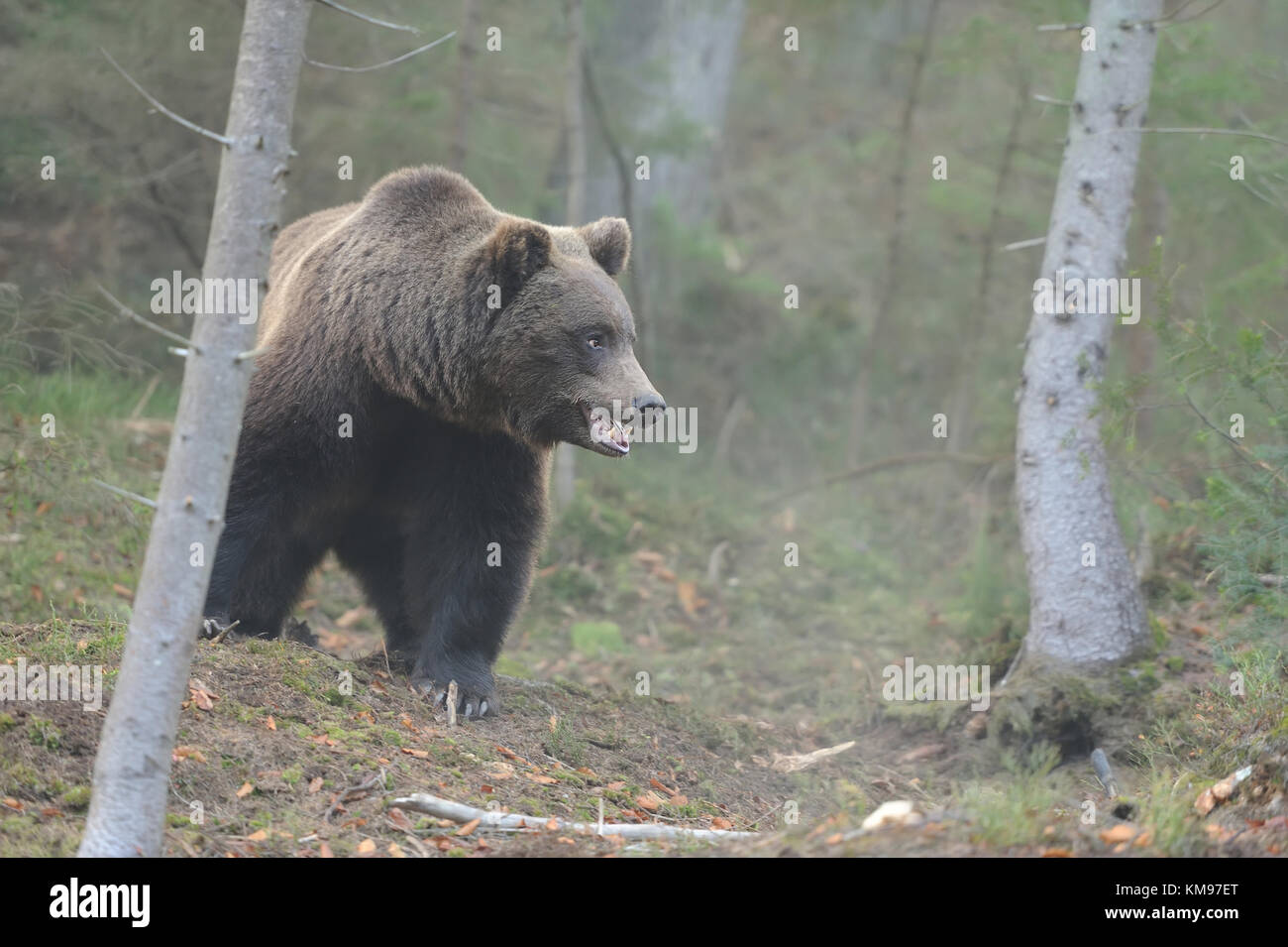 Bear in forest Stock Photo