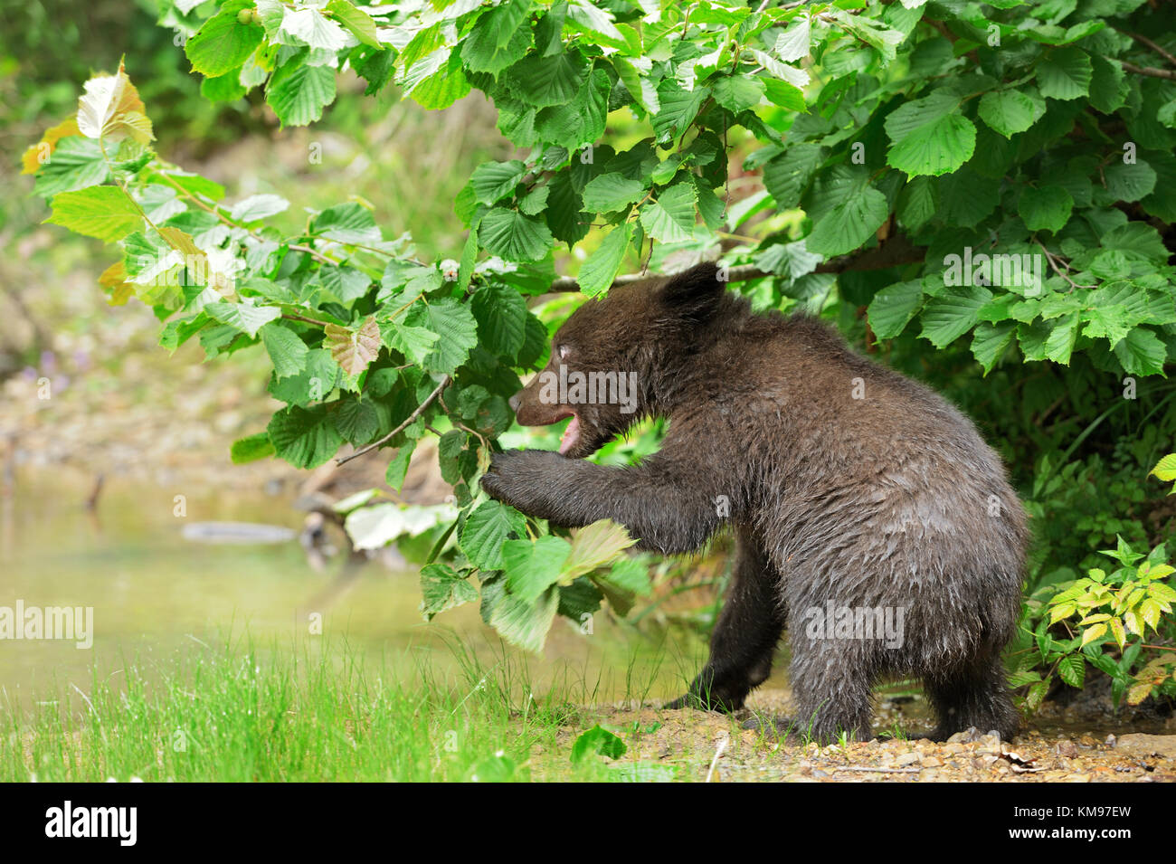 Brown bear cub in a forest Stock Photo - Alamy