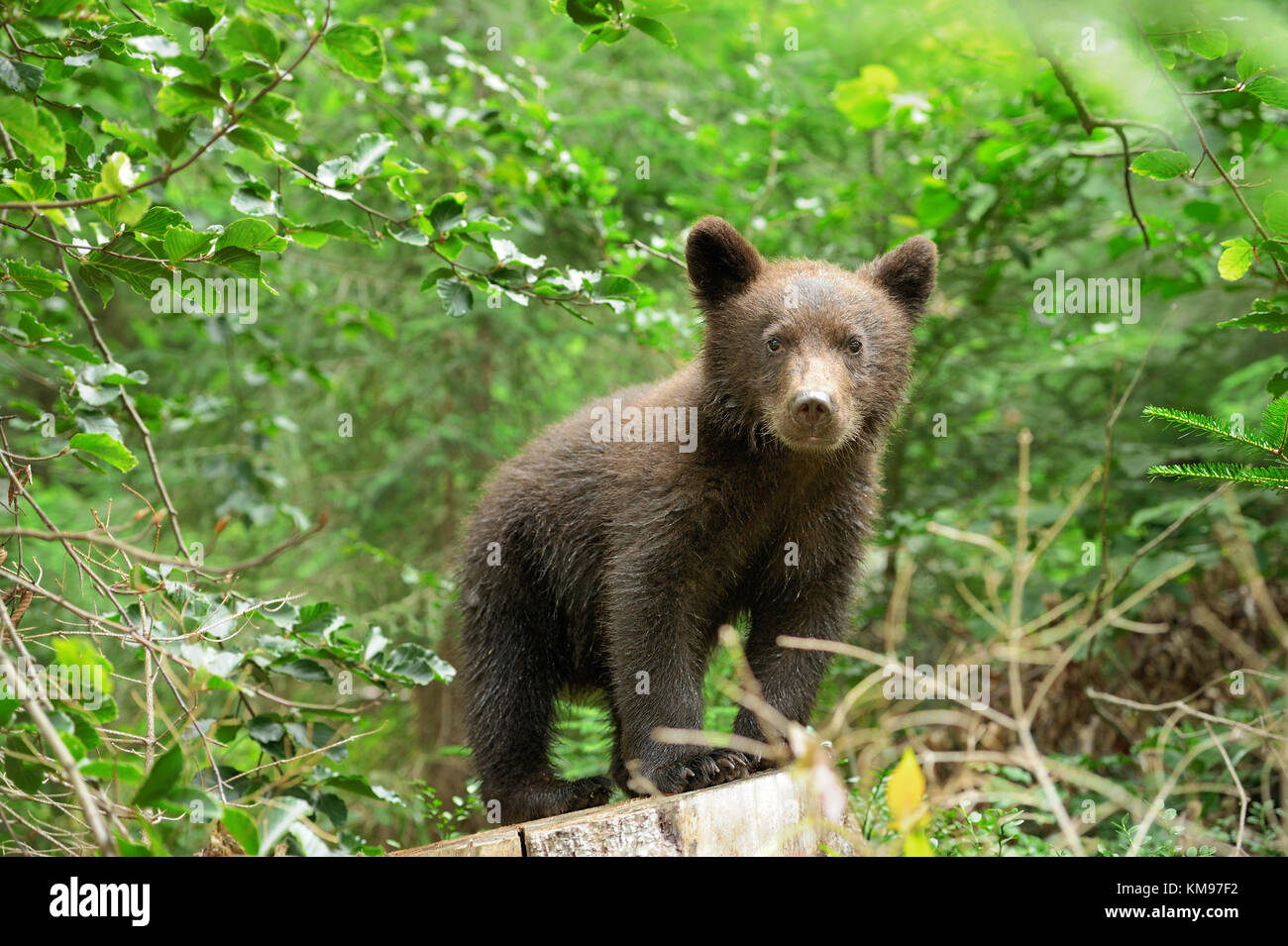 Brown bear cub in a forest Stock Photo - Alamy