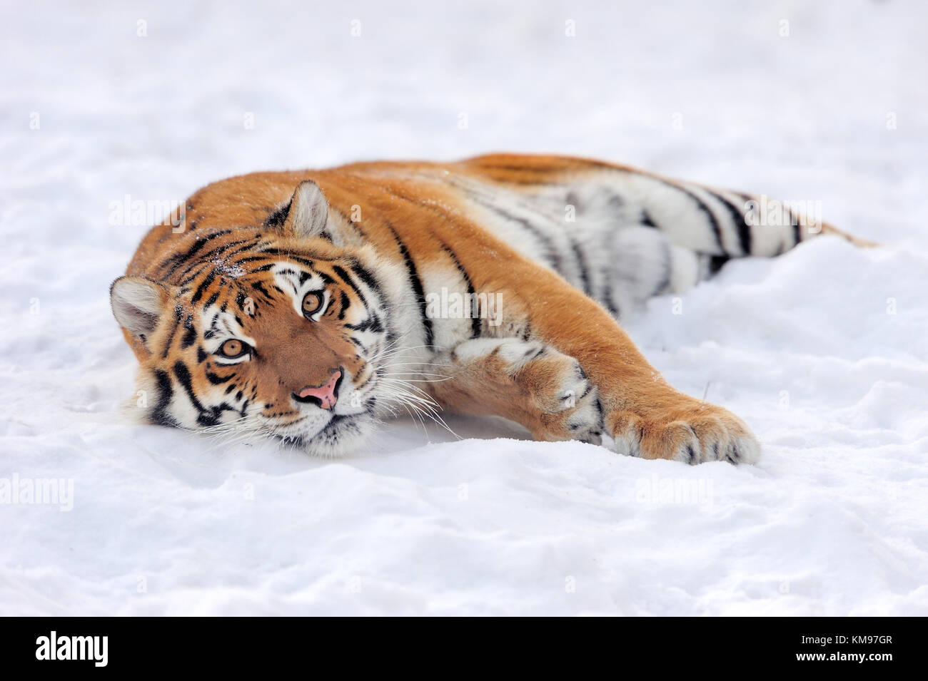 Beautiful wild siberian tiger on snow Stock Photo - Alamy