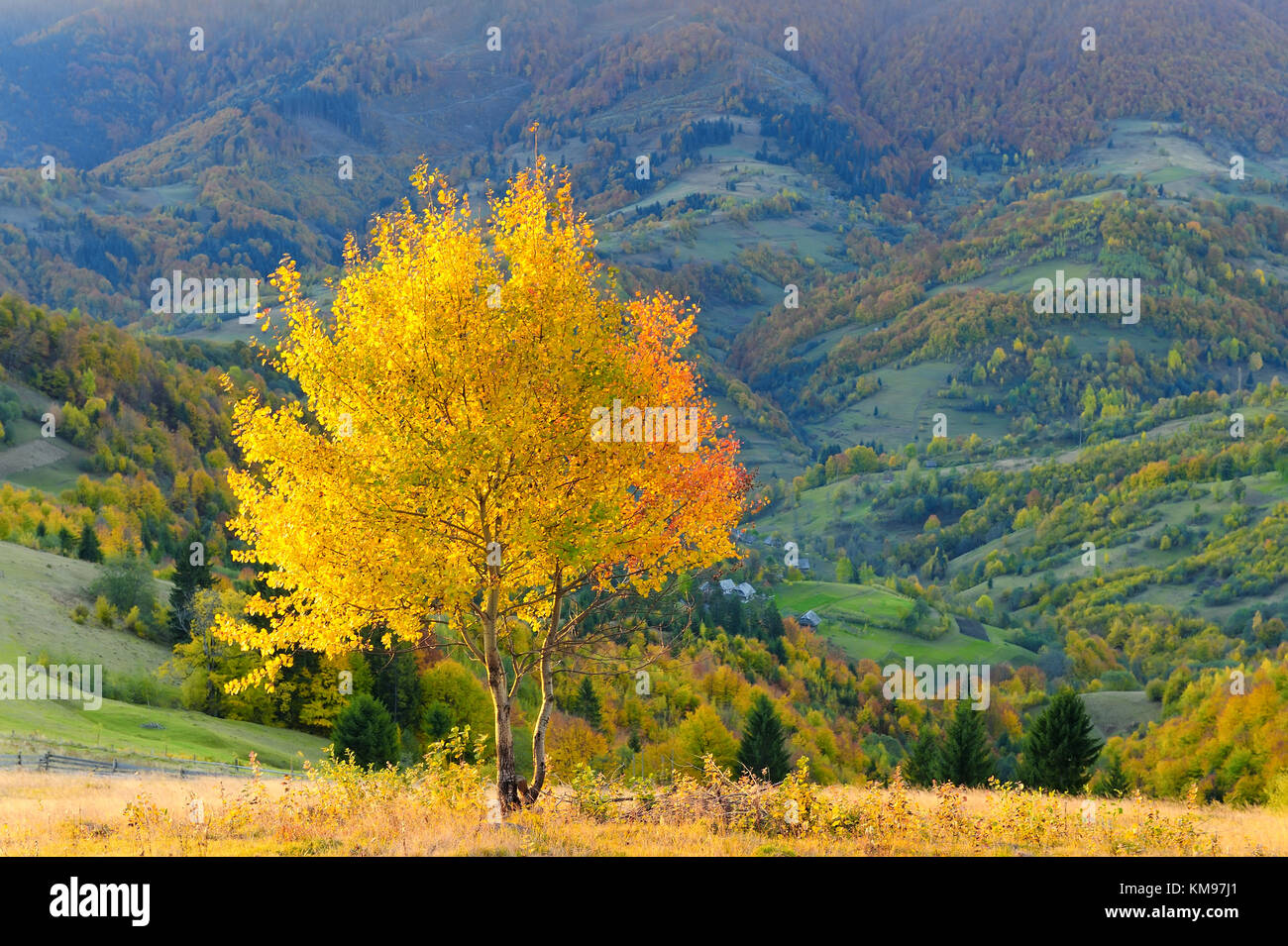 Mountain autumn landscape with colorful forest Stock Photo - Alamy