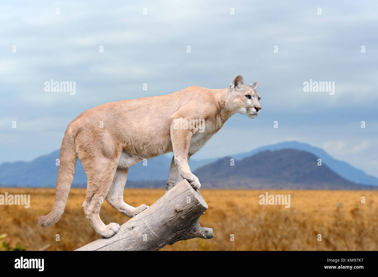Puma stands on a tree at nature background Stock Photo