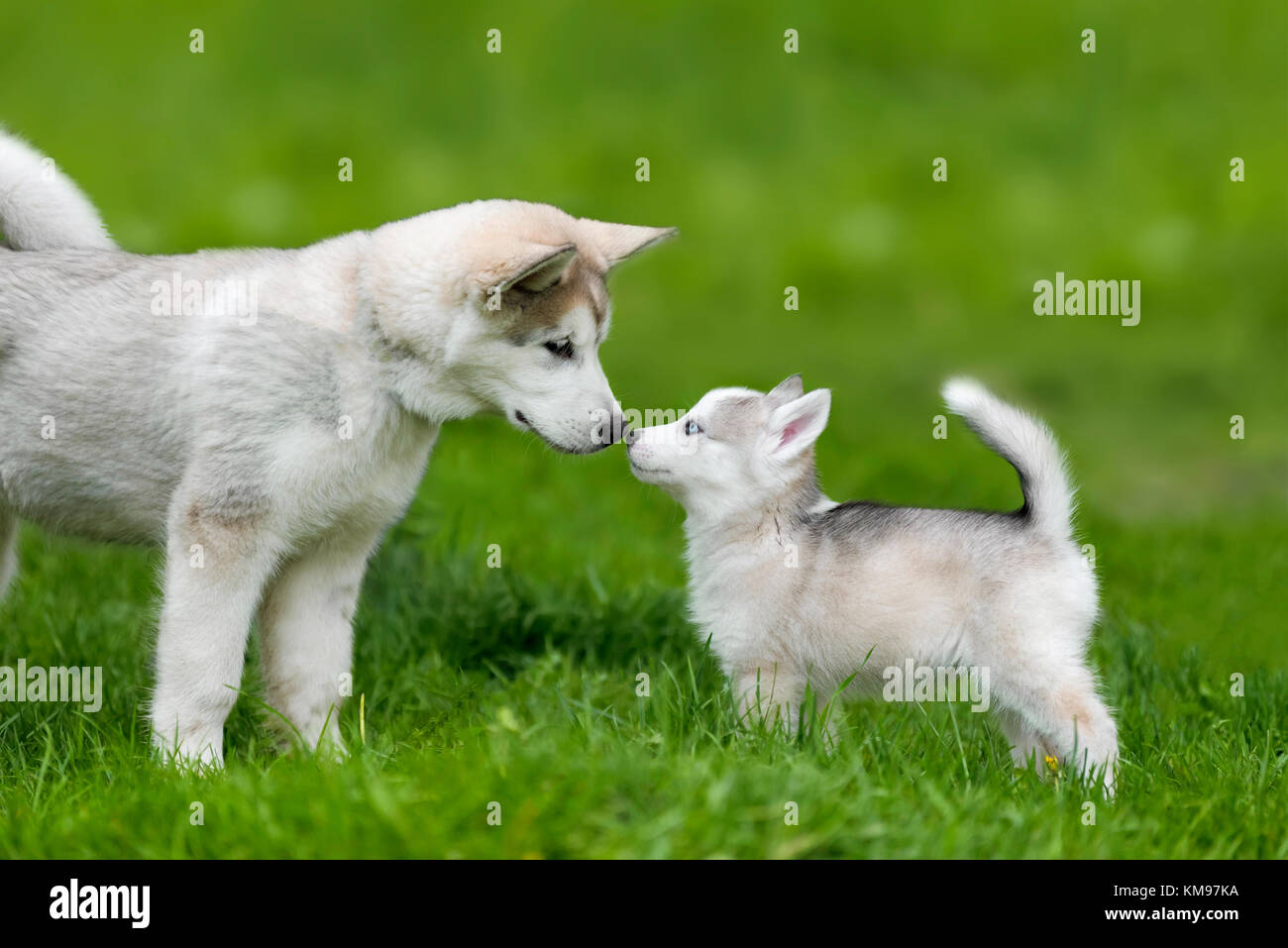 Cute little siberian husky puppy in grass Stock Photo - Alamy