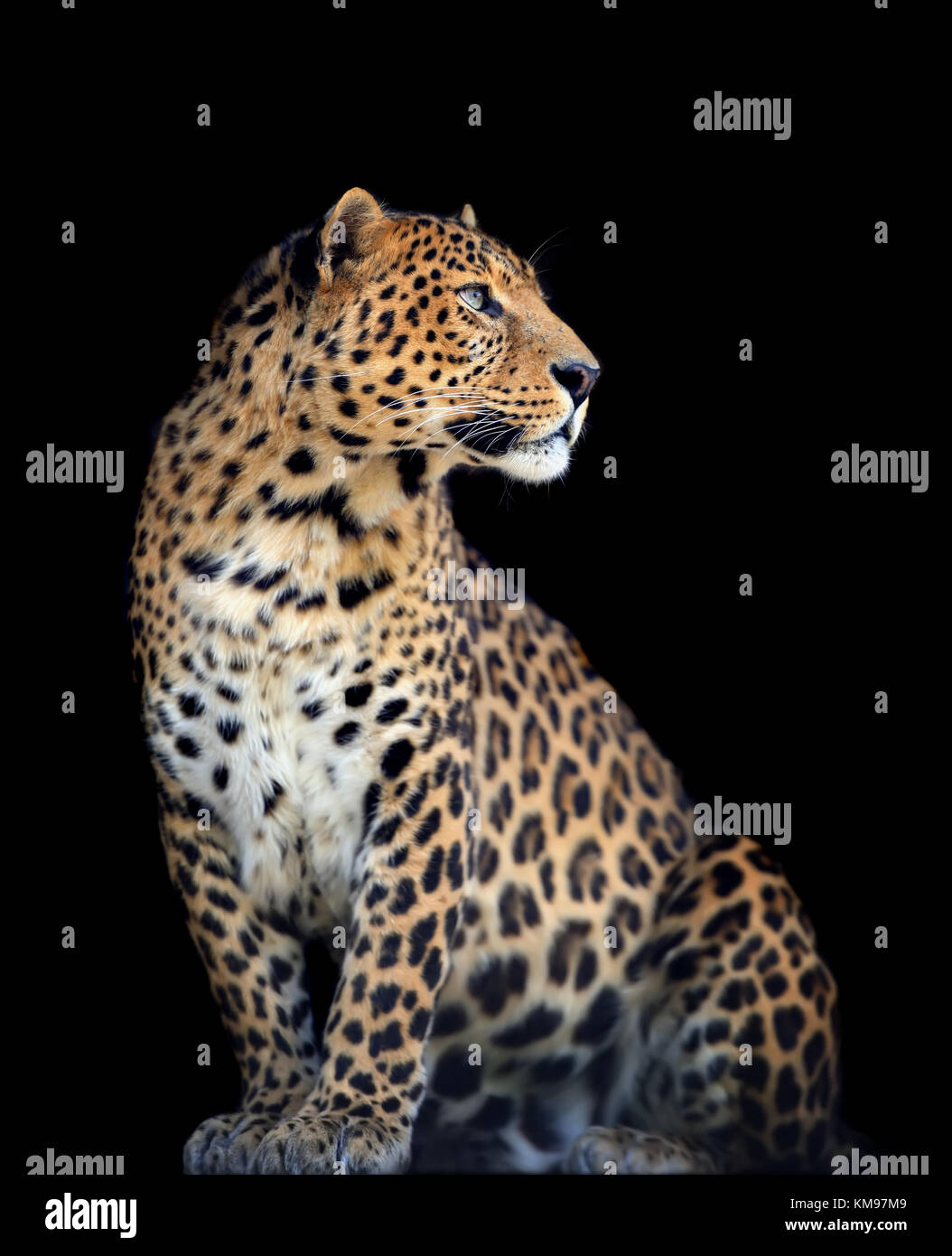 Close up wild leopard on the dark background Stock Photo