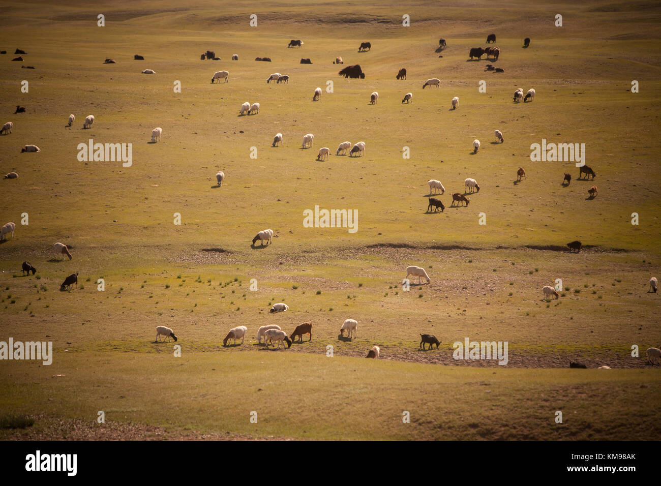 A herd of sheep and goats in Mongolia Stock Photo - Alamy