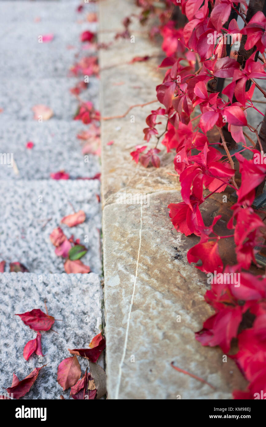 Red leaves on steps Stock Photo
