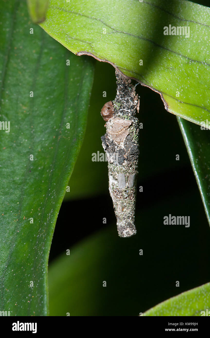 Cone Case Moth (Lepidoscia sp.), Far North Queensland, FNQ, QLD, Australia Stock Photo