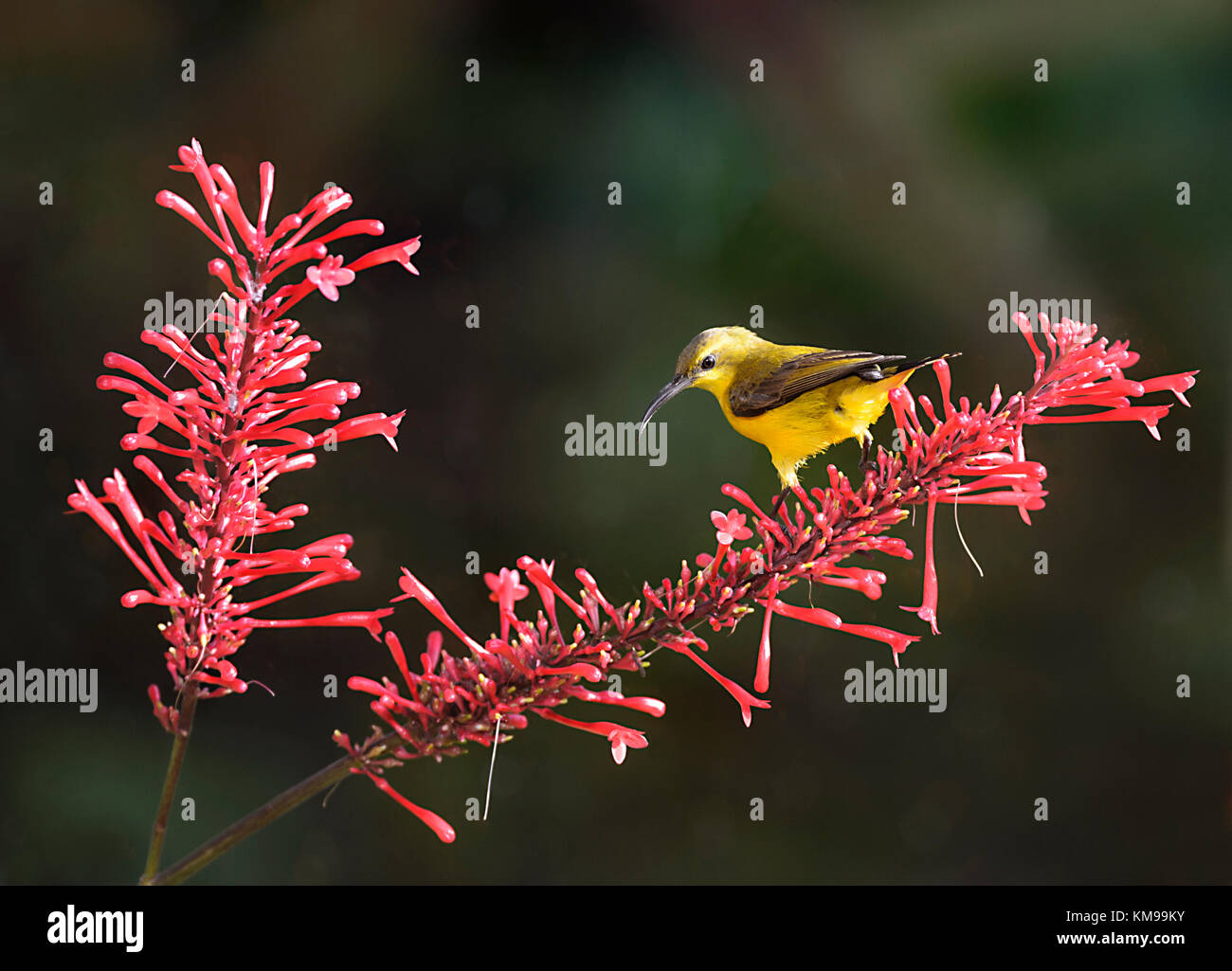 Female Yellow-bellied Sunbird or Olive-backed Sunbird (Nectarinia jugularis or Cinnyris jugularis) perching on flowers, Queensland, Australia Stock Photo
