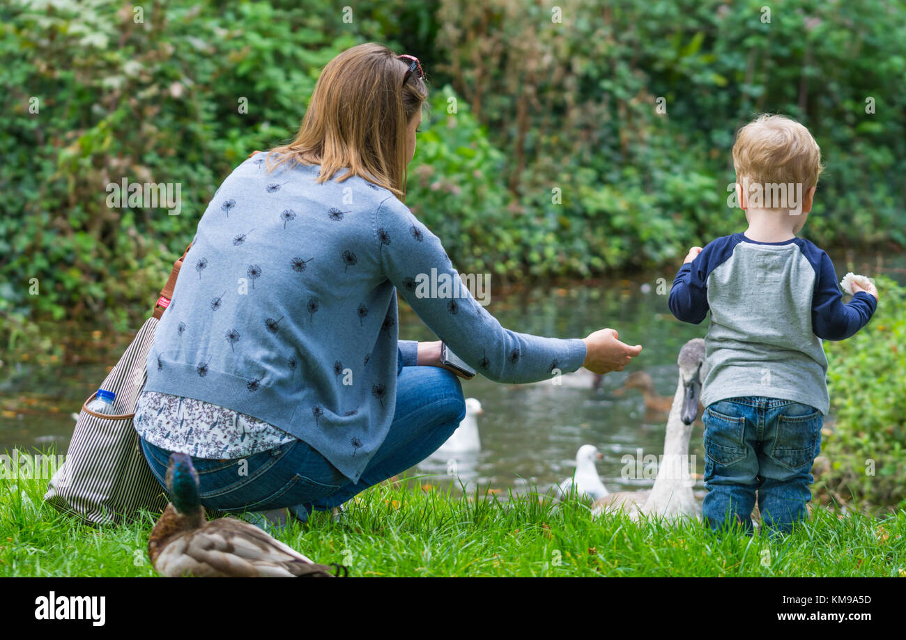 Woman and child feeding ducks and swans in water in Autumn in West Sussex, England, UK. Stock Photo