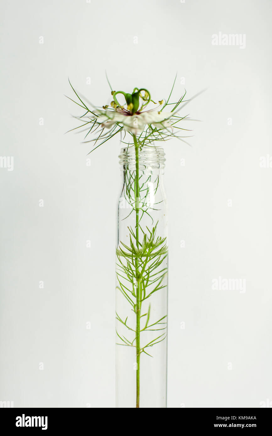 Love-in-a-mist, Devil-in-a-bush, Nigella damascena, Miss Jekyll Alba, Wild Flower in glass tube with out of focus green background Stock Photo