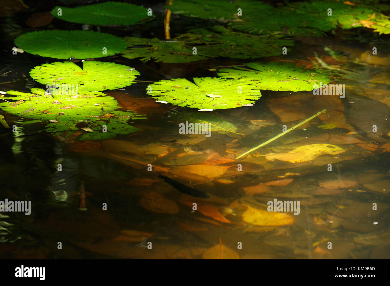 Water reflection dappled light hi-res stock photography and images - Alamy