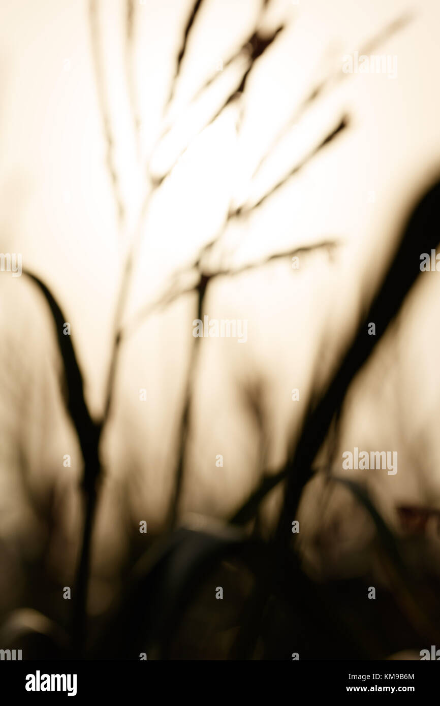 Light From Behind Examples Light behind flower hi-res stock photography and images - Alamy