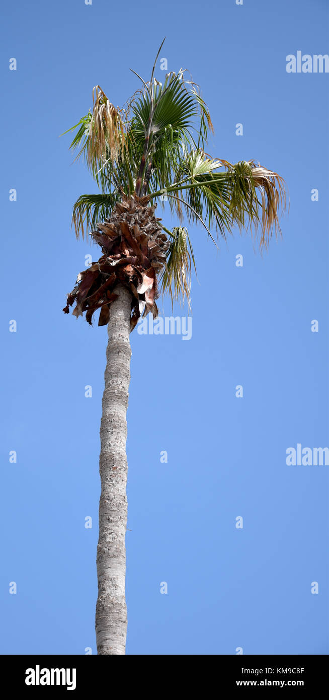 A tall palm tree against a clear blue sky Stock Photo - Alamy