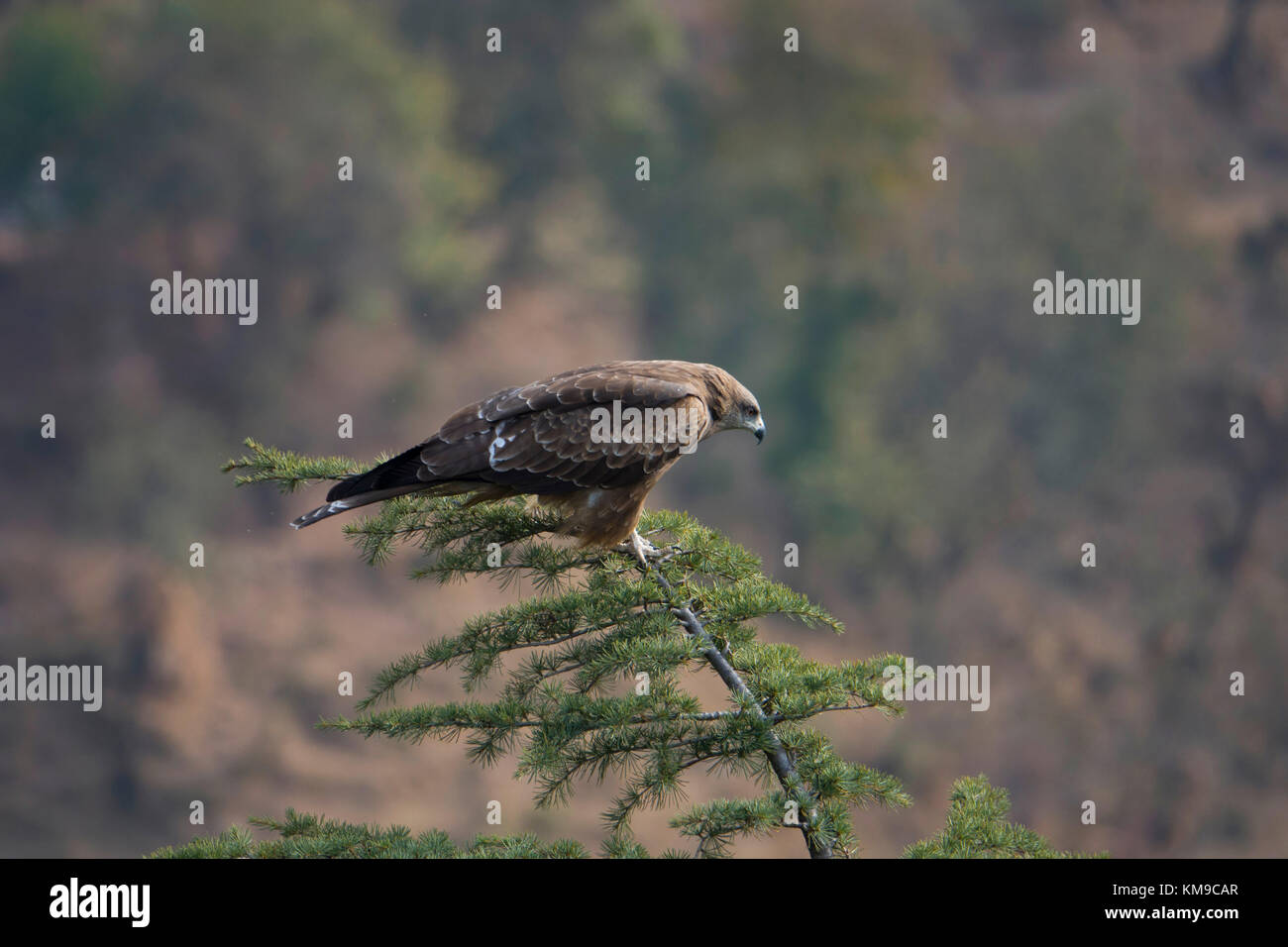 Golden eagle (Aquila chrysaetos) standing on treetop in Mcleod Ganj, India Stock Photo