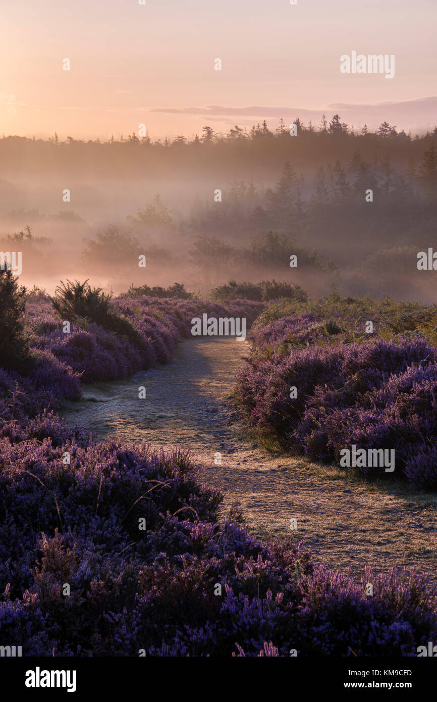 Ling heather new forest hi-res stock photography and images - Alamy