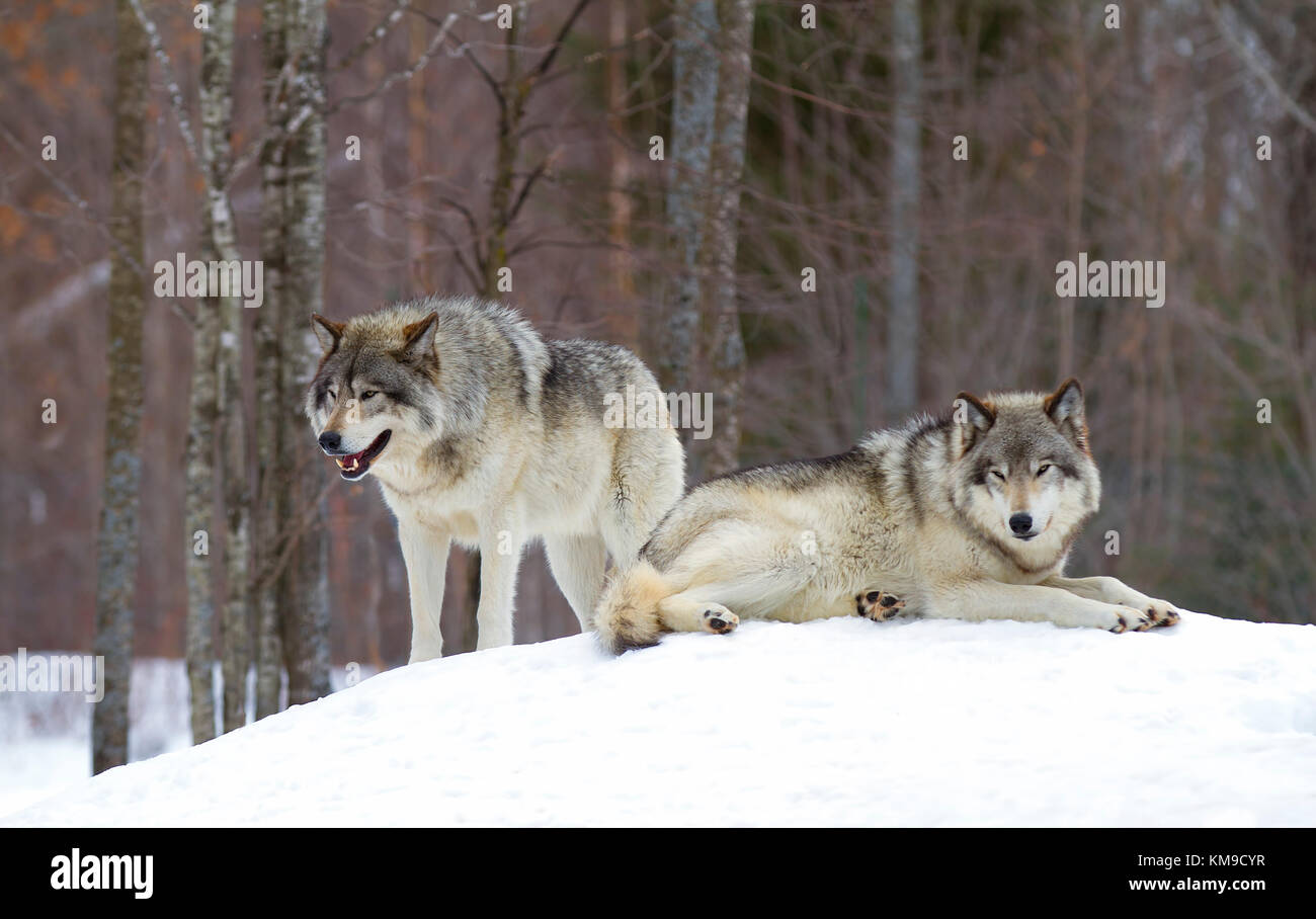 Two Timber wolves or grey wolves (Canis lupus) standing beside each other in the winter snow in Canada Stock Photo