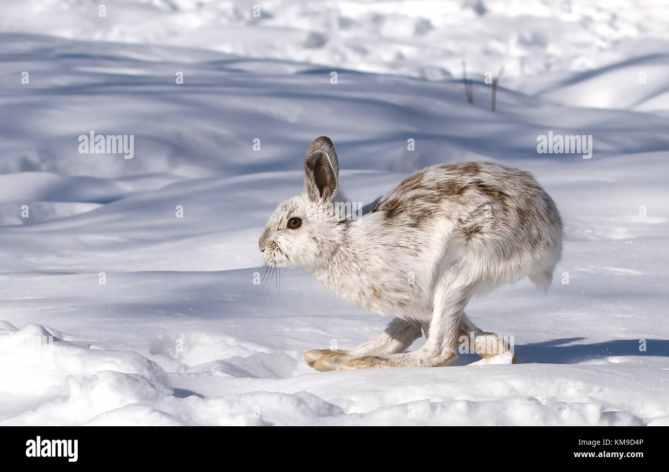 Snowshoe hare or Varying hare (Lepus americanus) running in the winter snow in Canada Stock Photo