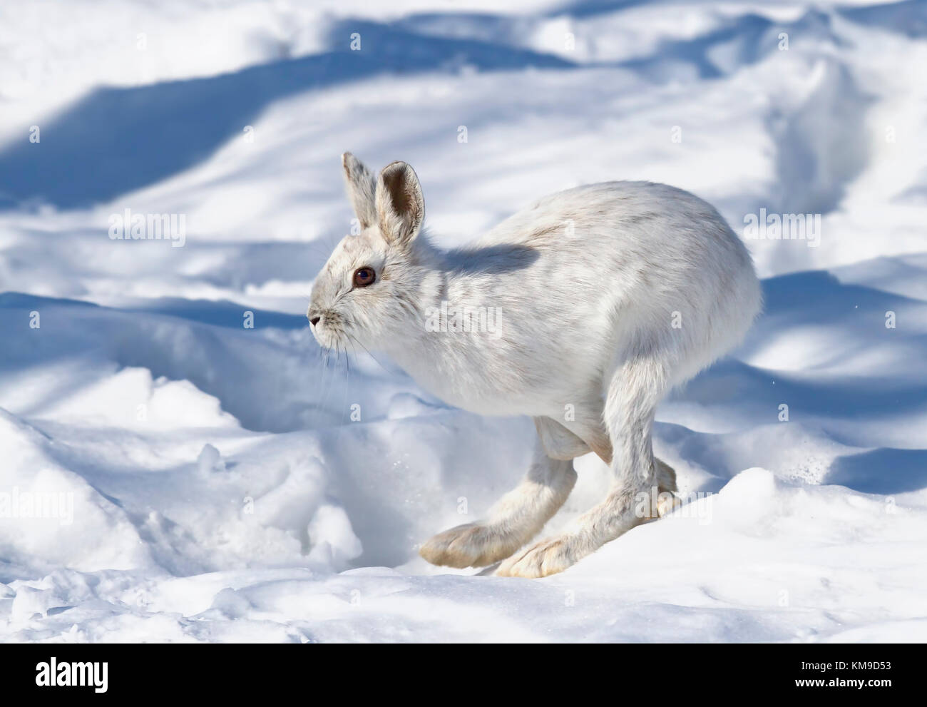 Snowshoe hare or Varying hare (Lepus americanus) running in the winter snow in Canada Stock Photo