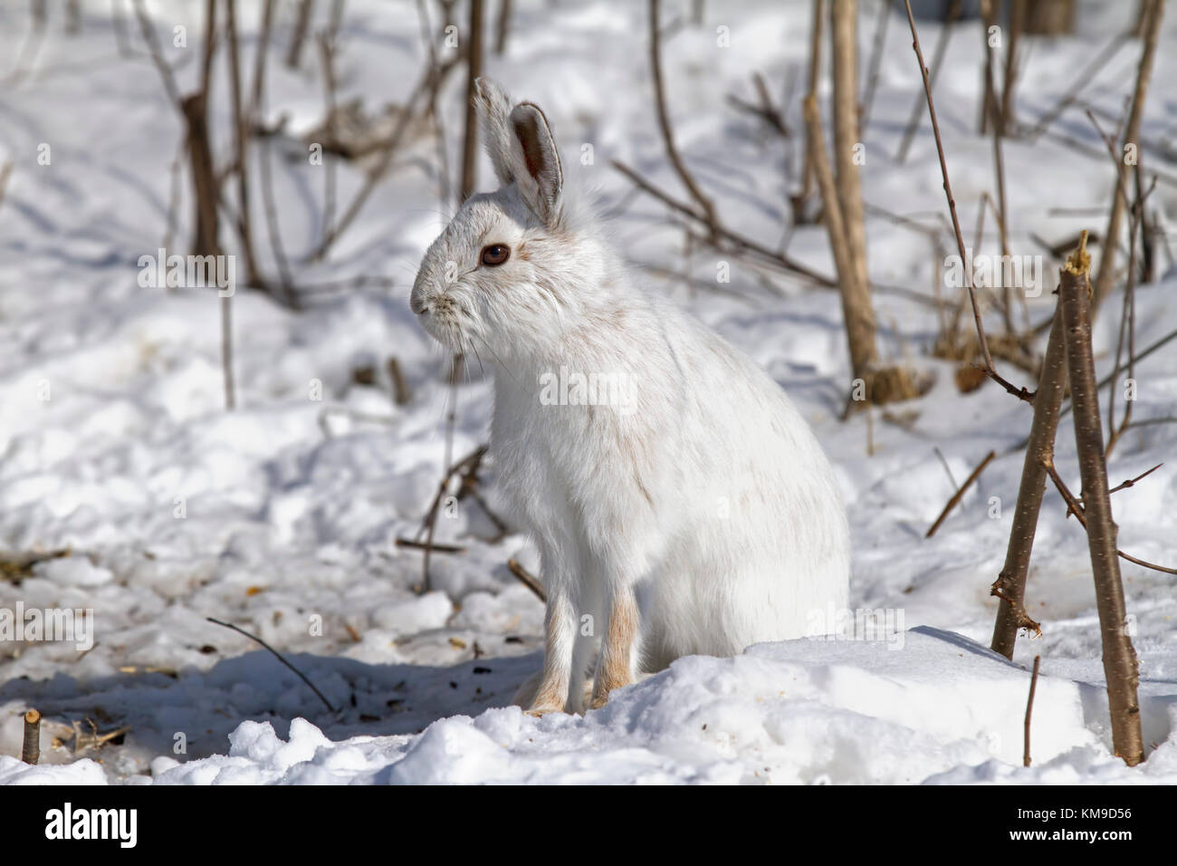 Snowshoe hare or Varying hare (Lepus americanus) closeup in winter in