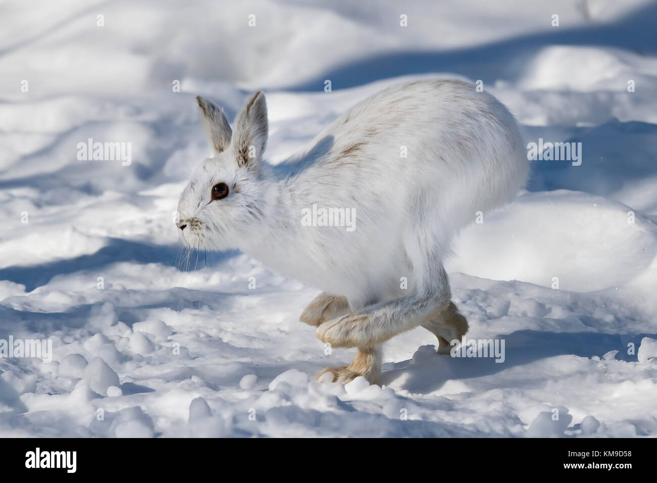 Snowshoe Hare Or Varying Hare (Lepus Americanus) Running In The Winter ...