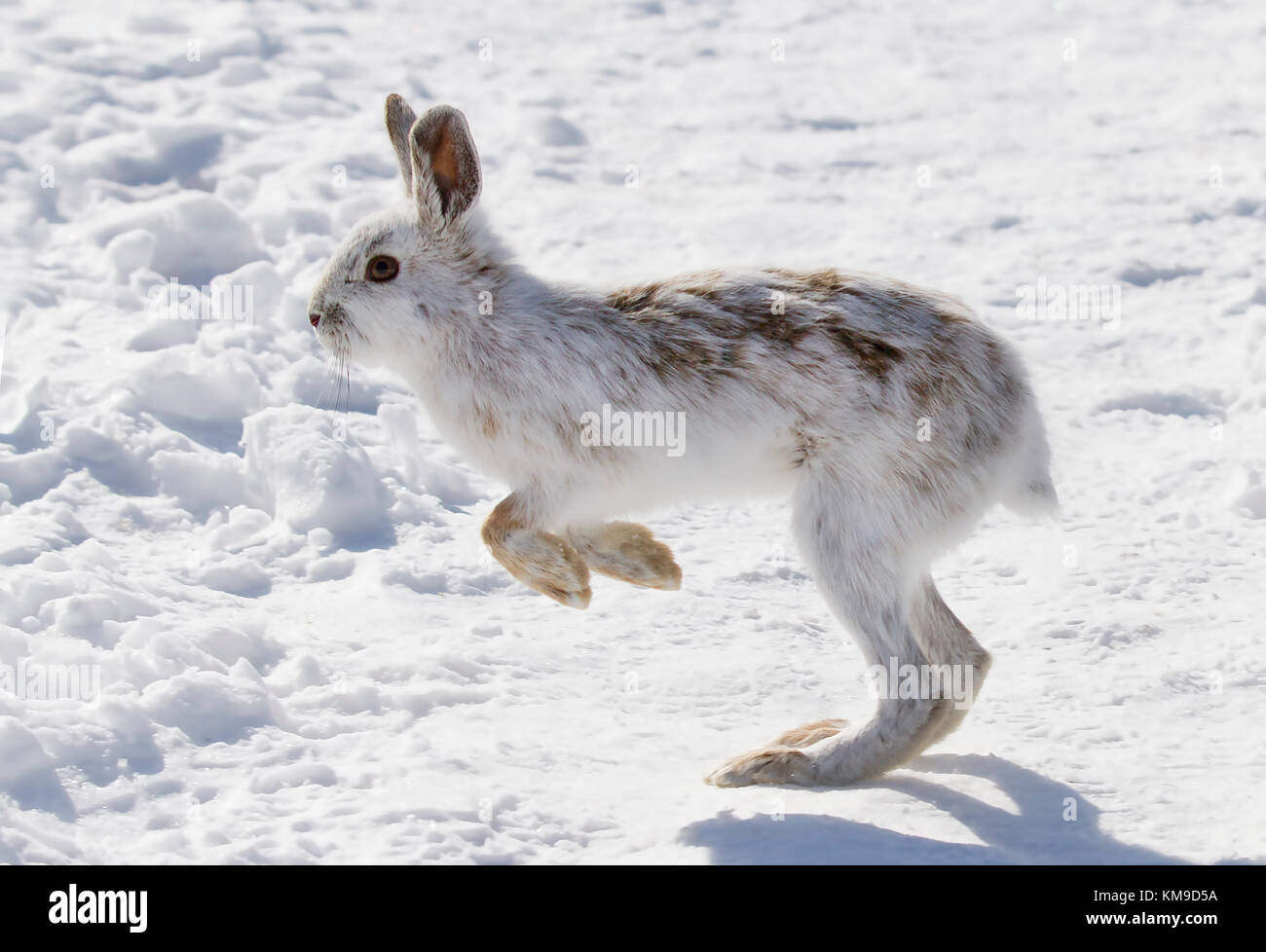 Snowshoe hare or Varying hare (Lepus americanus) running in the winter