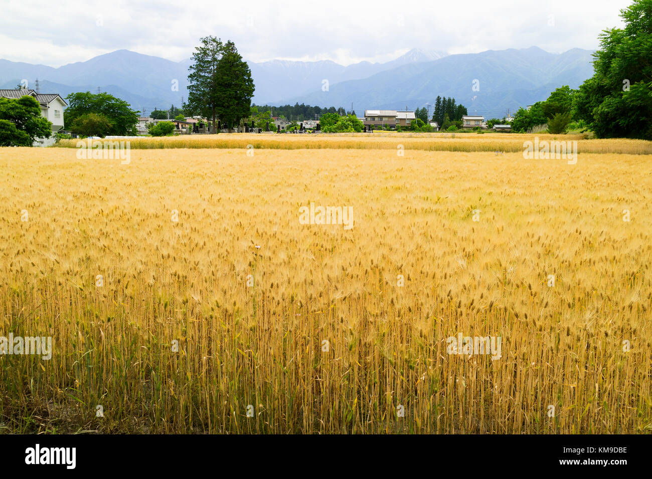 Hokata - Japan, June 6, 2017: Rice field with yellow plants in spring and mountains in the background in Hotaka, Japan Stock Photo