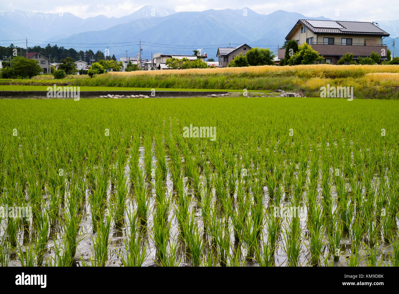 Hokata - Japan, June 6, 2017: Rice field with green young plants in spring, Hotaka, Japan Stock Photo