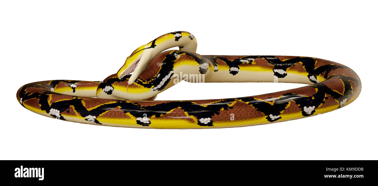 3D rendering of a Reticulated python or Python reticulatus, a species ...