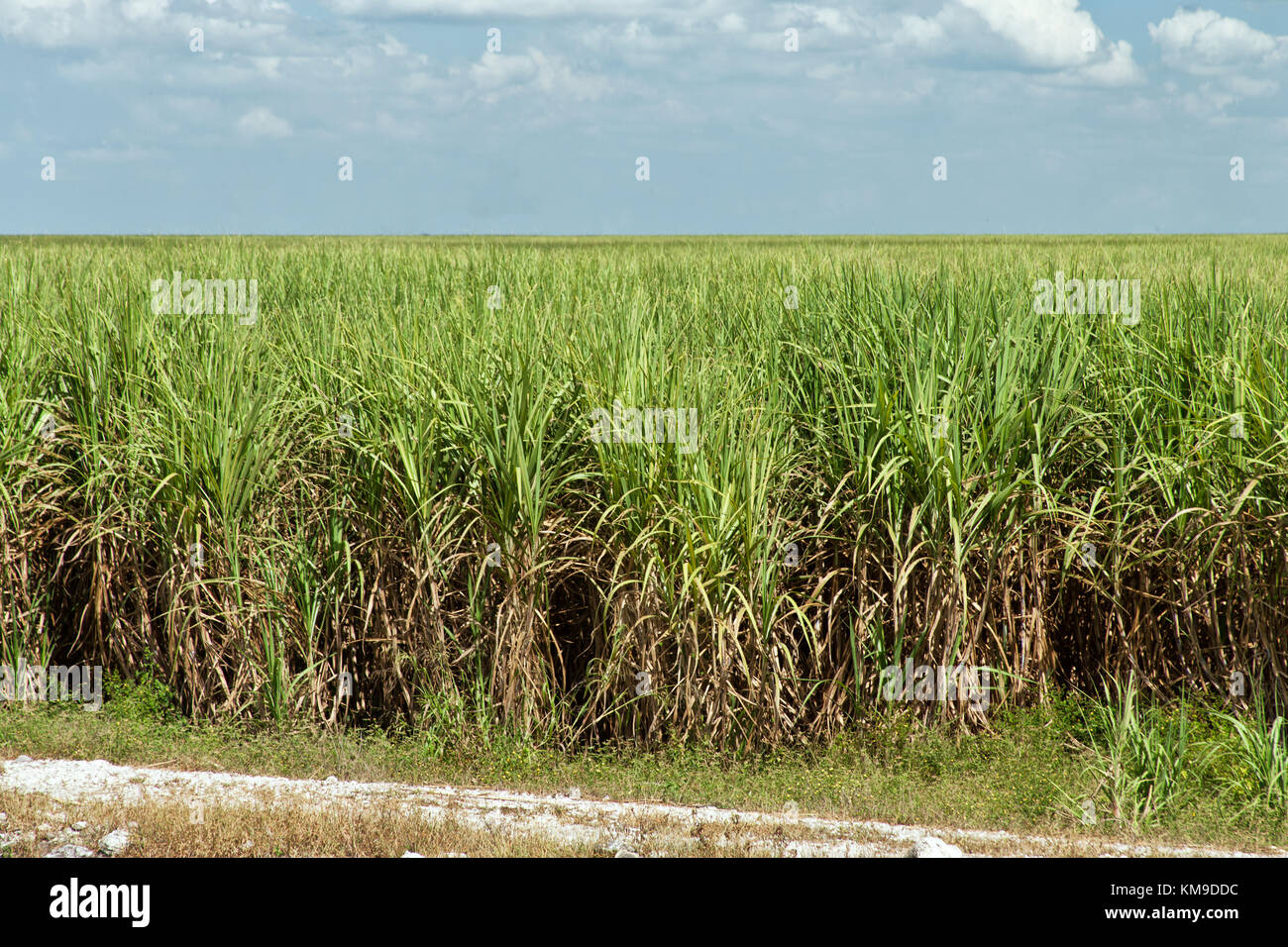 Maturing Sugar Cane field 'Saccharum officinarum'. Stock Photo