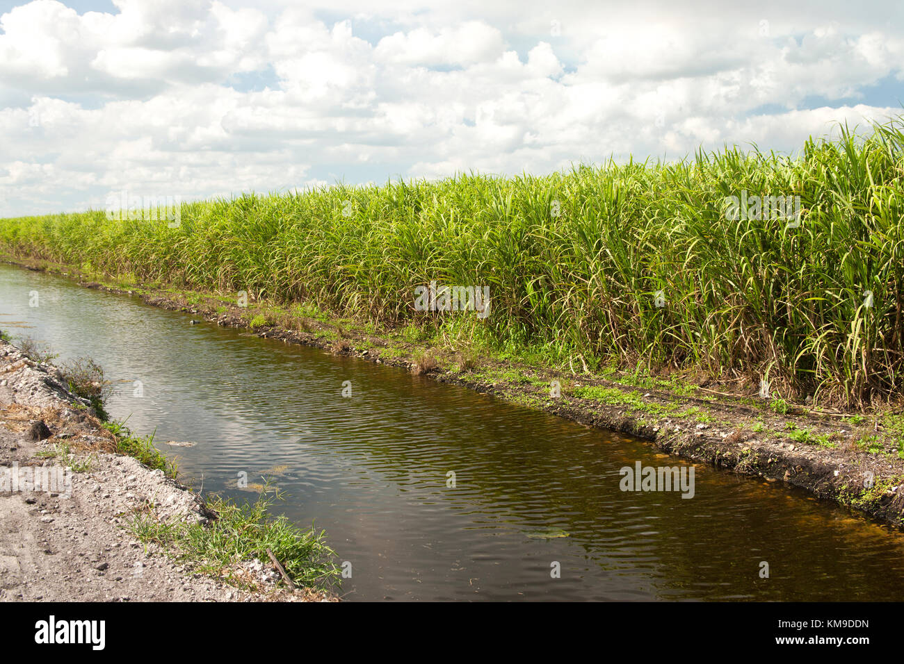 Maturing Sugar Cane field , irrigation canal. 'Saccharum officinarum'. Stock Photo