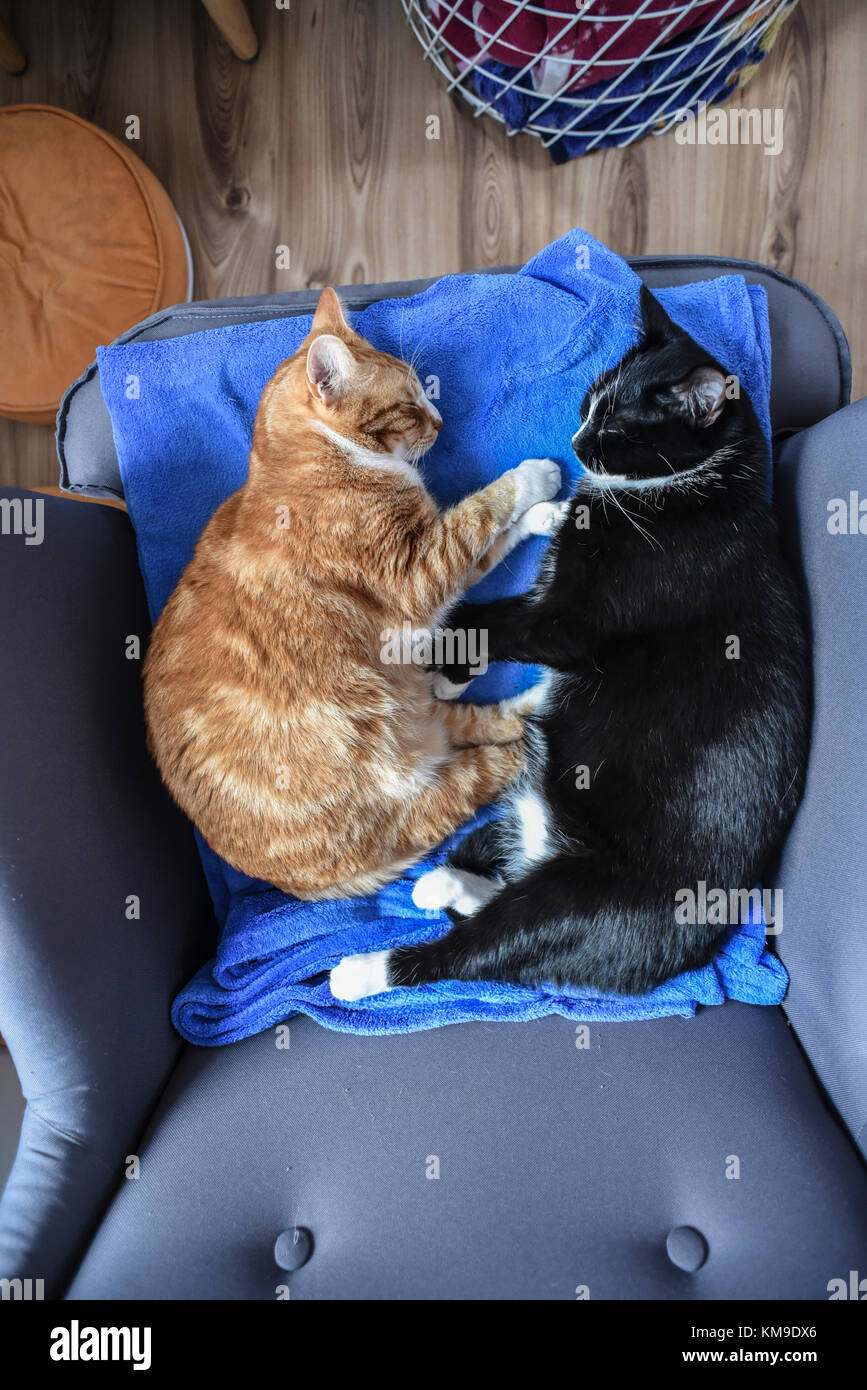 Two cats sleeping in an armchair at home, view from above Stock Photo