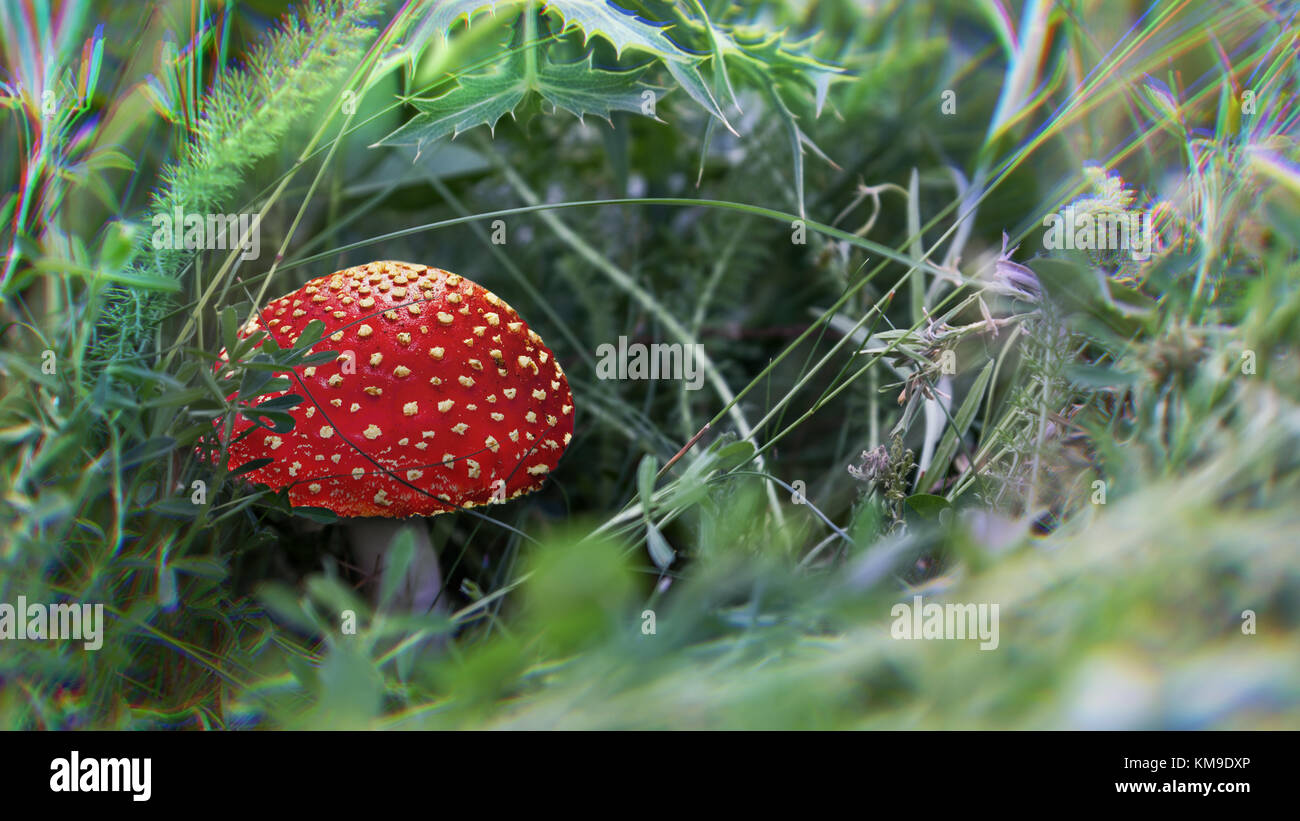 Amanita Muscaria, poisonous mushroom. Chromatic aberration hallucinogenic effect. Stock Photo