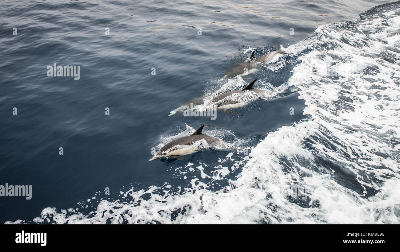 Dolphin pod swimming in ocean, California, United States Stock Photo