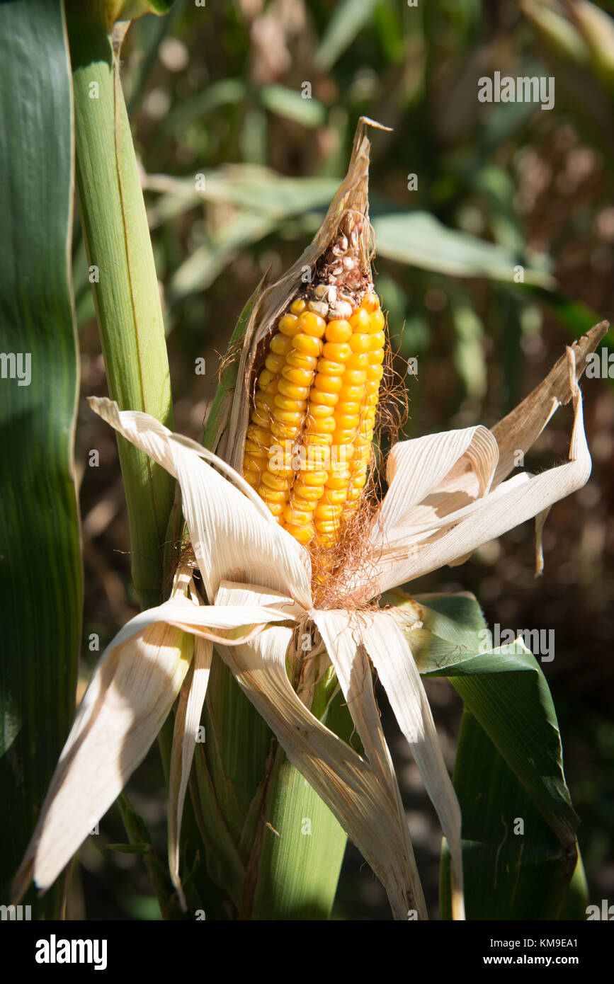 Closeup of corn cob Stock Photo Alamy