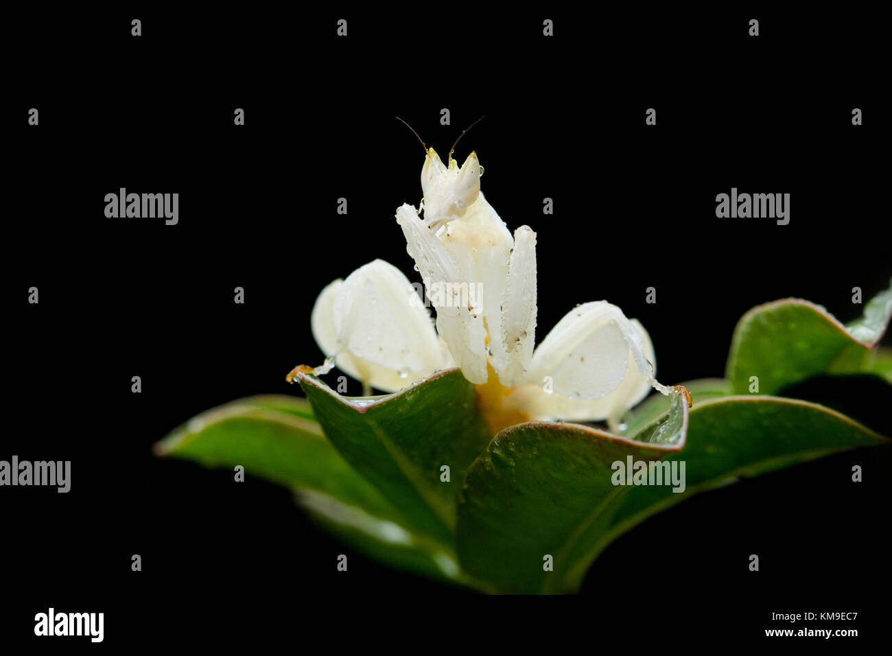 Orchid mantis on a leaf Stock Photo