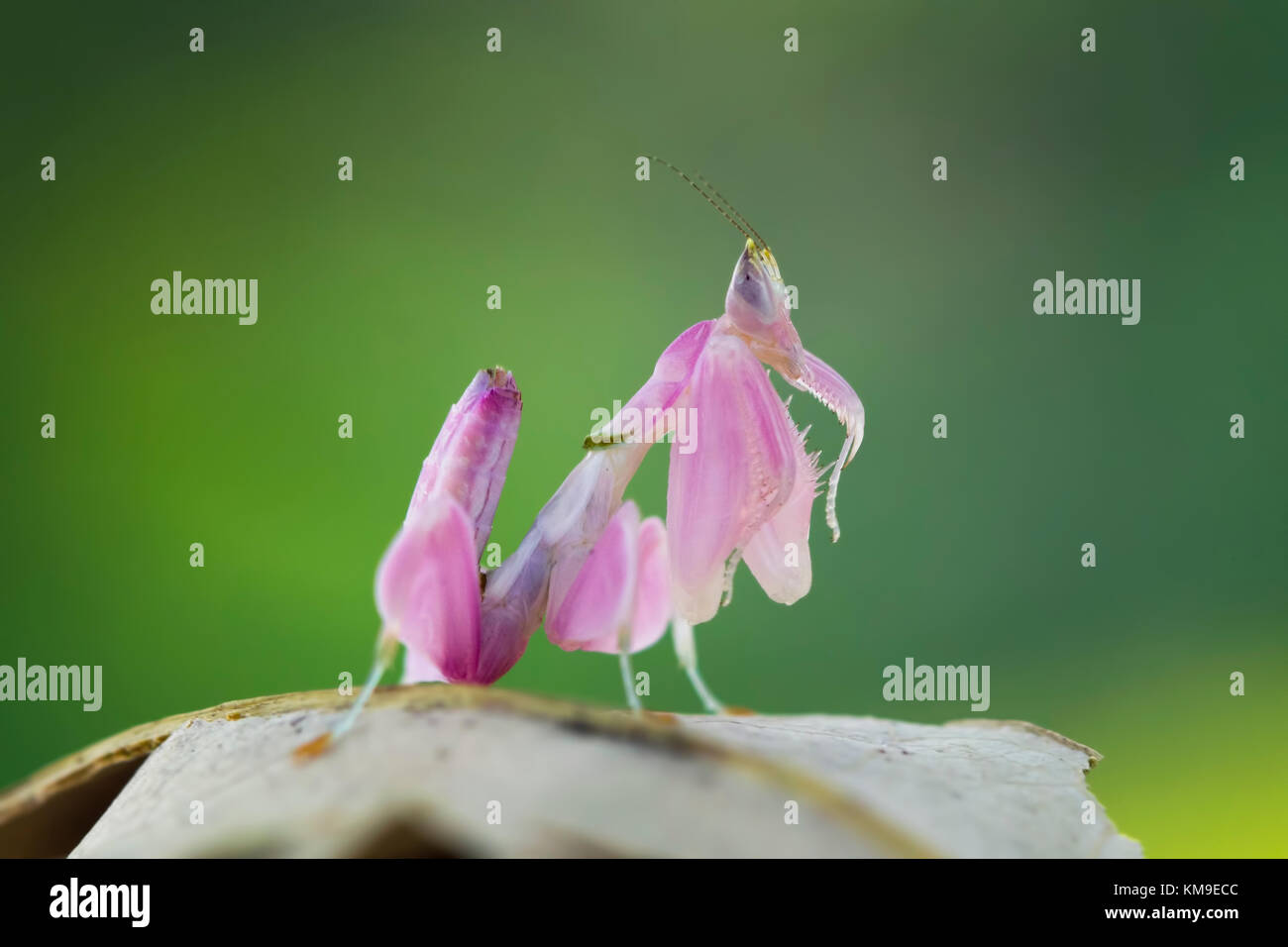 Close-up of an orchid mantis Stock Photo