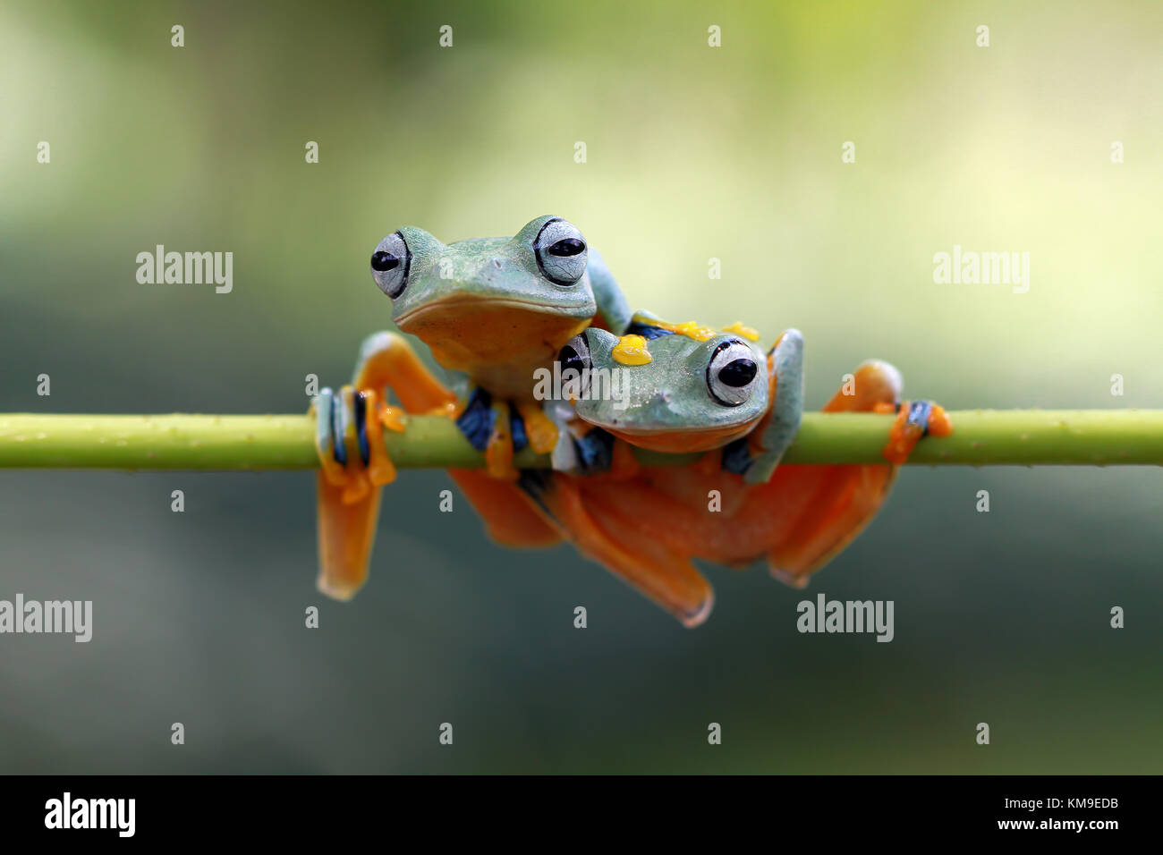 Two Javan tree frogs sitting on branch Stock Photo - Alamy