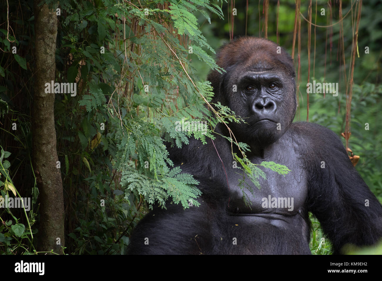 Portrait of a silverback gorilla in the jungle, Rwanda Stock Photo