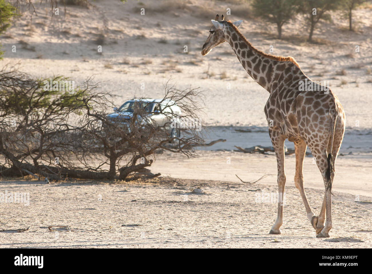 Safari vehicle near a Giraffe, Kgalagadi Transfrontier Park, South